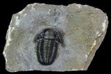 Large, Gerastos Trilobite Fossil - Morocco #107057-1